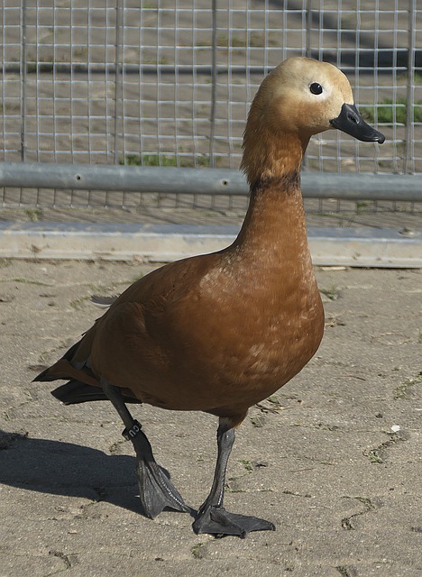 以实现更高