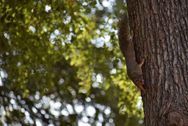 近的比賽中 近的比賽中
